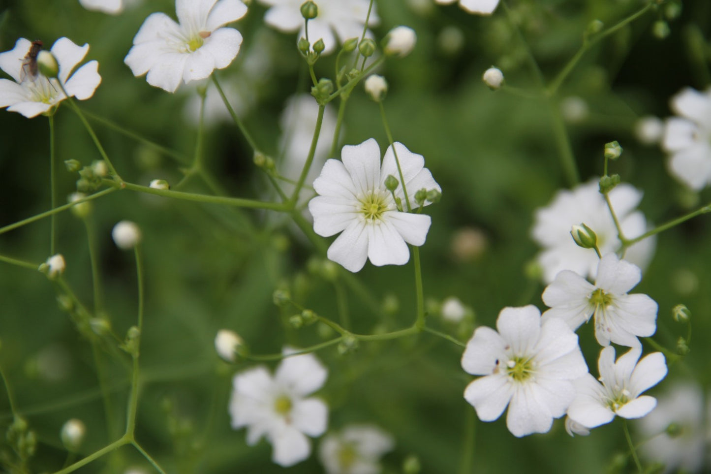 Gipskruid - Gypsophila elegans - closeup1