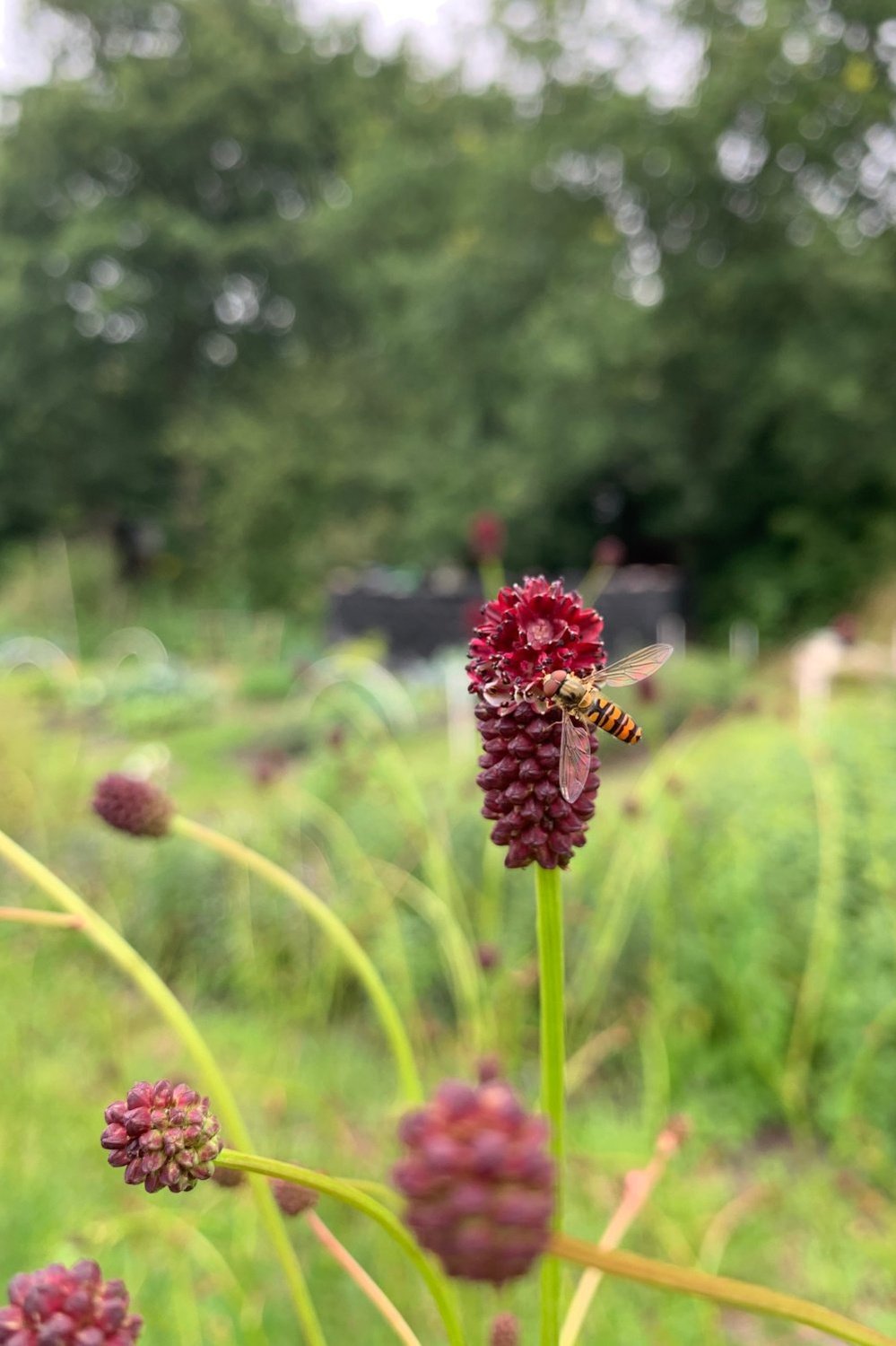 Grote pimpernel - Sanguisorba officinalis