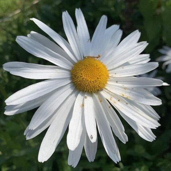 Grote margriet ‘May queen’ - Chrysanthemum leucanthemum - closeup