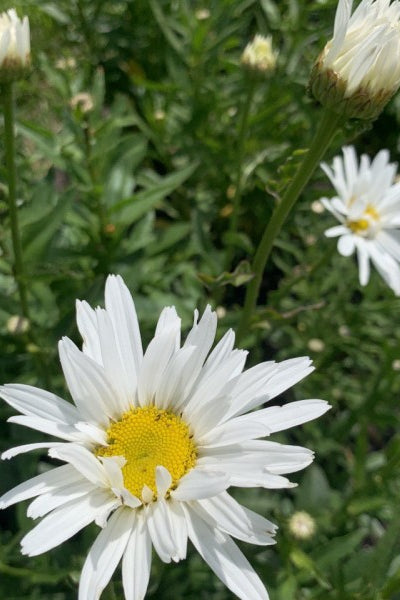Grote margriet ‘May queen’ - Chrysanthemum leucanthemum