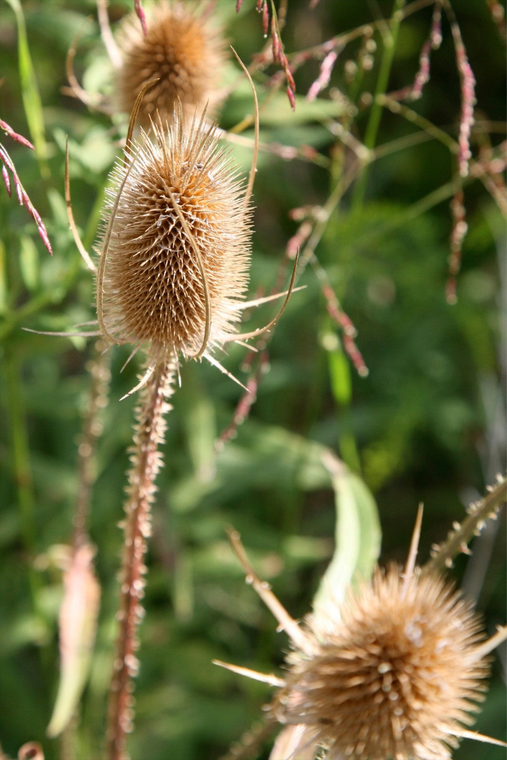 Kaardenbol - Dispacus sylvestris - uitgebloeid