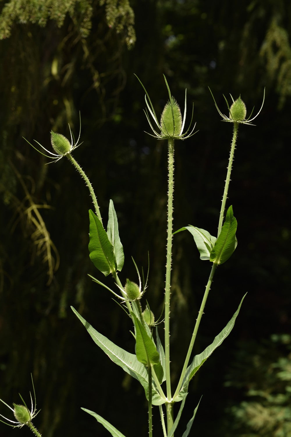 Kaardenbol - Dispacus sylvestris