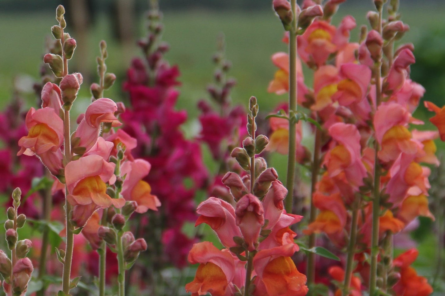 Leeuwenbek - Antirrhinum Majus - zaaiset M