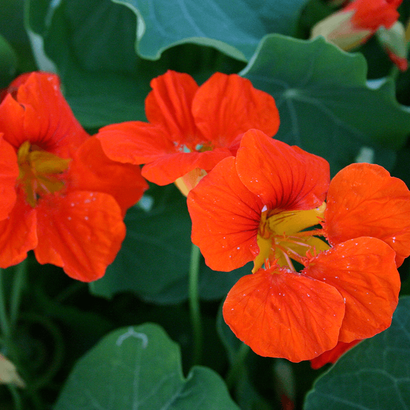 Oost-Indische kers - Tropaeolum majus - rood close-up