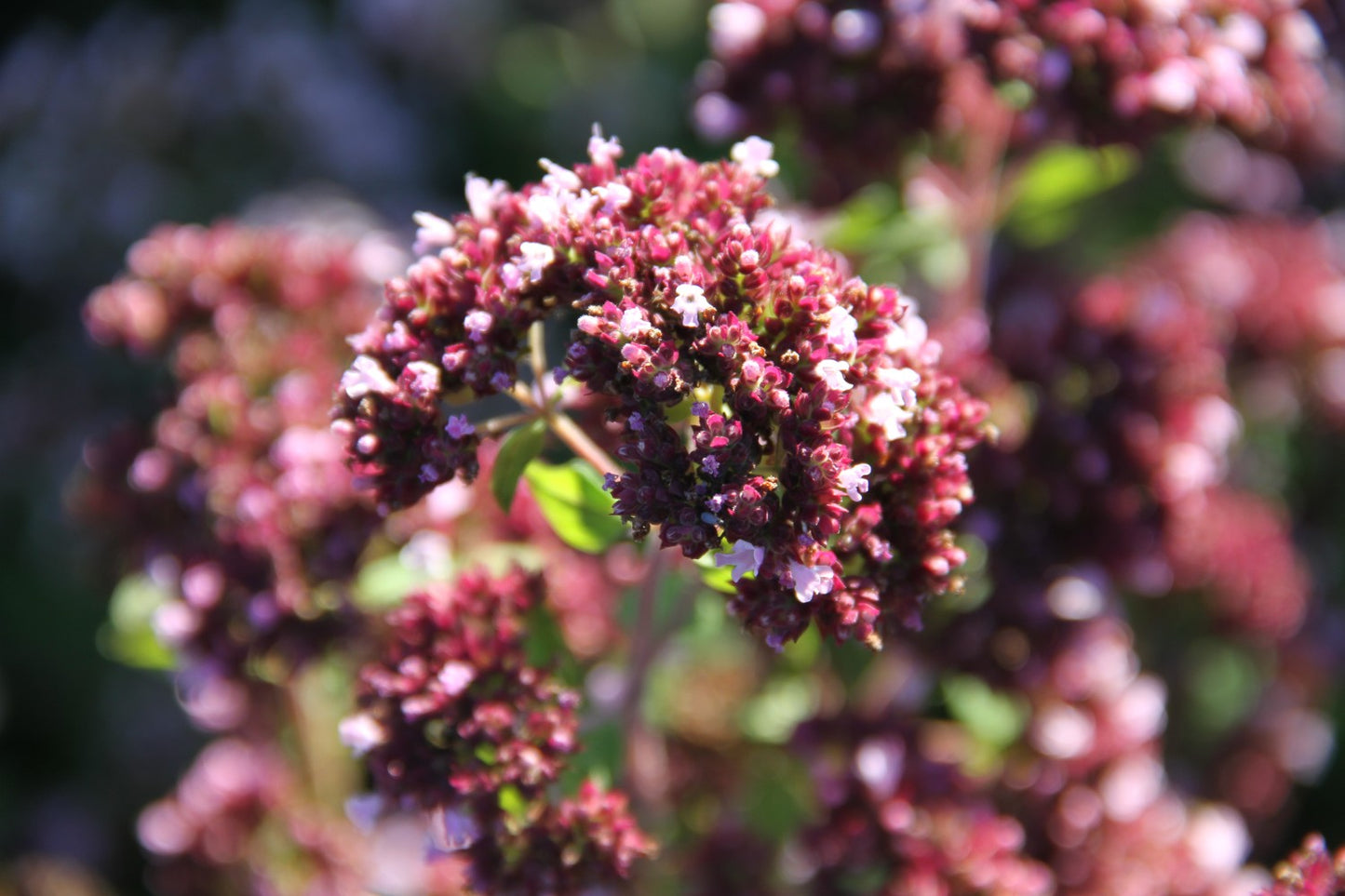 Oregano - Origanum vulgare - closeup2