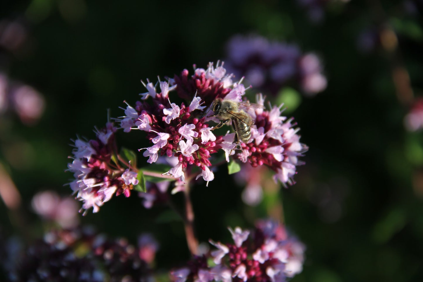 Oregano - Origanum vulgare - closeup3