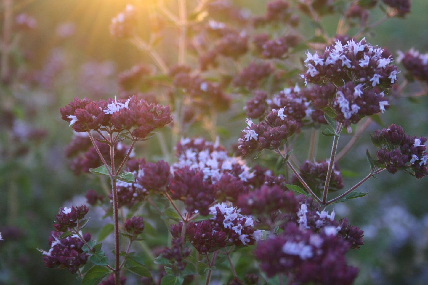 Oregano - Origanum vulgare