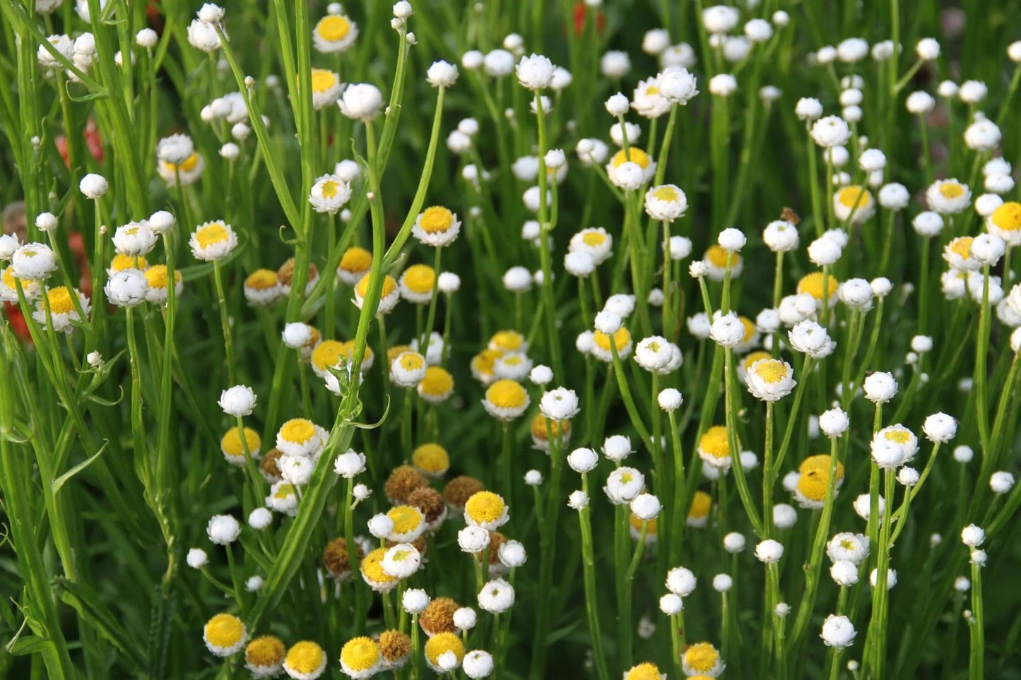 Papierknopje - Ammobium Alatum