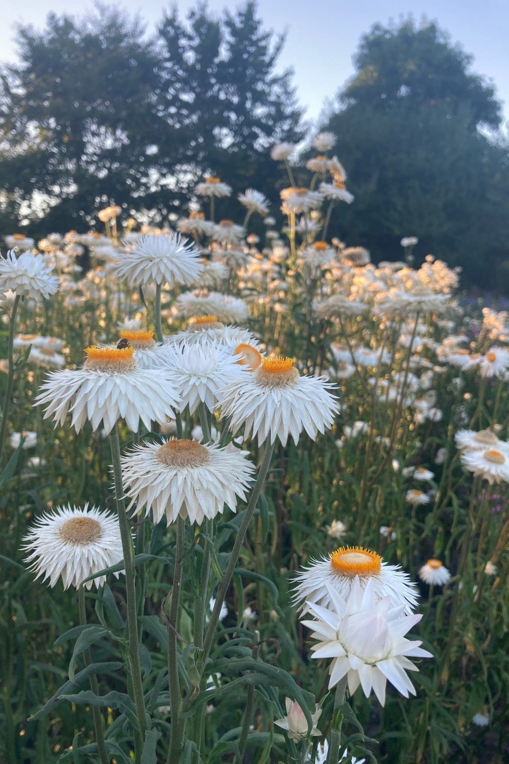 Strobloem Vintage white - Helichrysum bracteatum - in het veld1