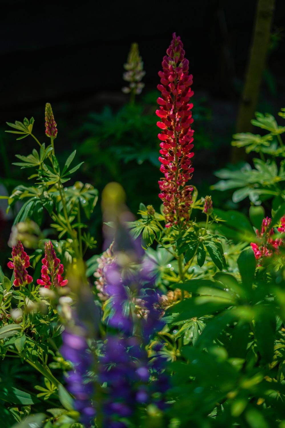 Vaste Lupine - Lupinus polyphyllus - rood