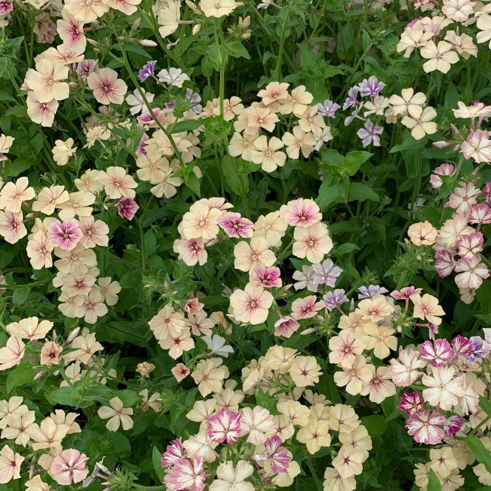 Vlambloem ‘Creme brulée’ - Phlox drummondii