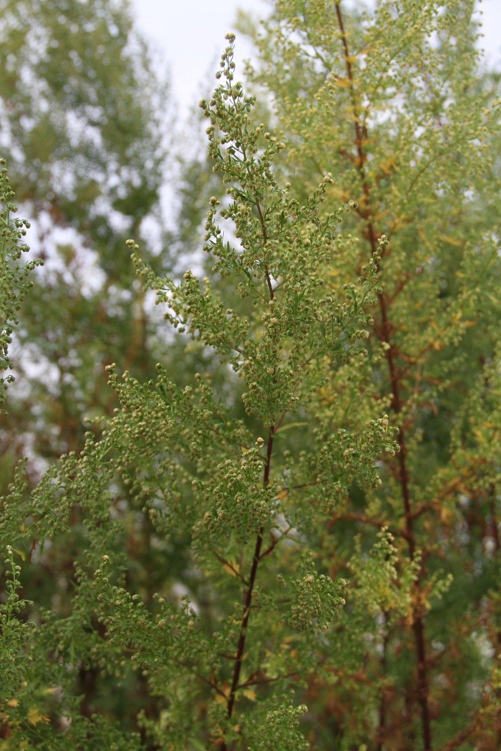 Zomeralsem, zoete alsem of "qing hao" - Artemisia annua