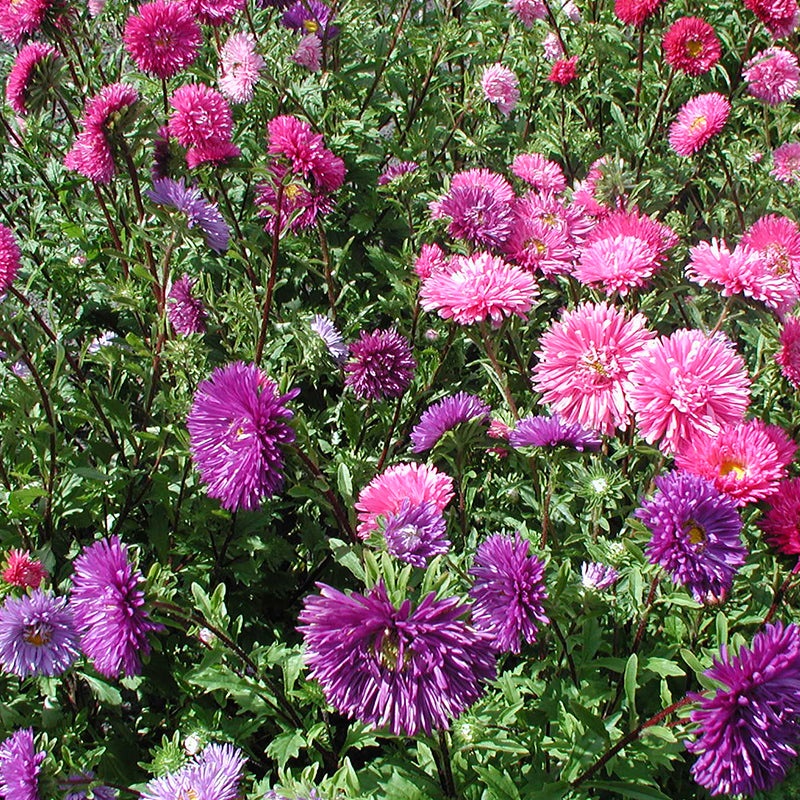 Zomeraster dubbelbloemig - Callistephus Chinensis - paars roze