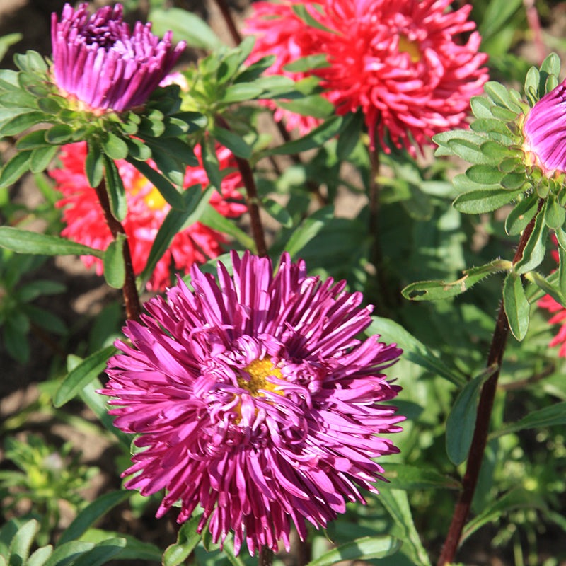 Zomeraster dubbelbloemig - Callistephus Chinensis - closeup paars rood