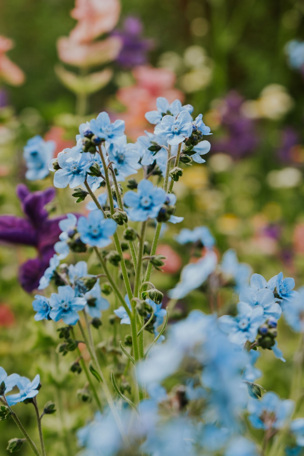 chinees-vergeet-me-nietje blauw