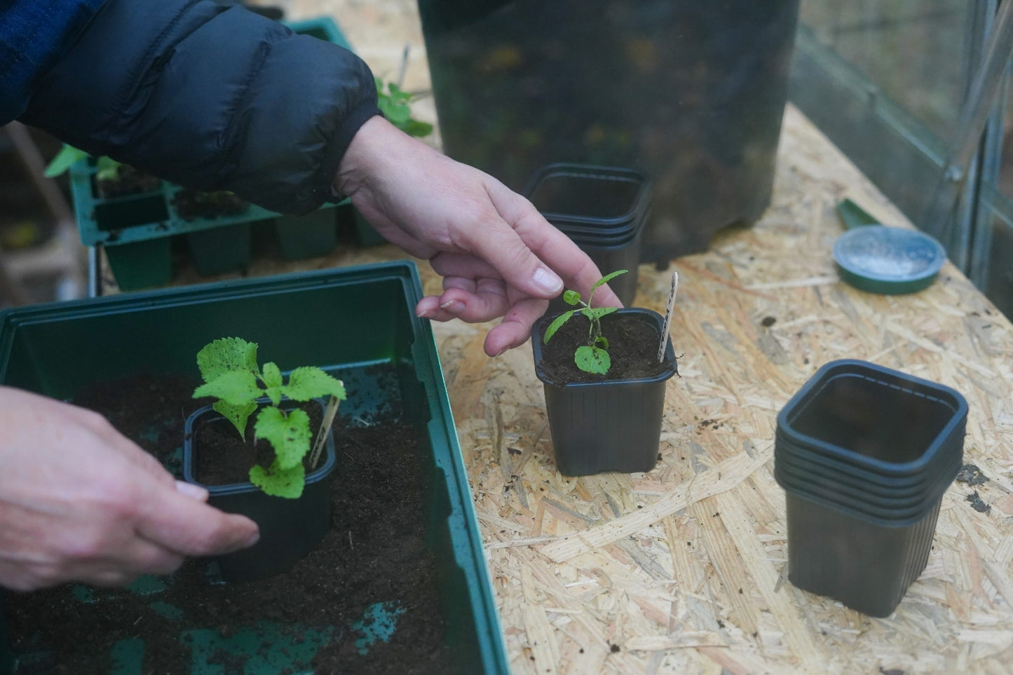 kweekbak 350 x 235 x 55 groen in de kas in actie