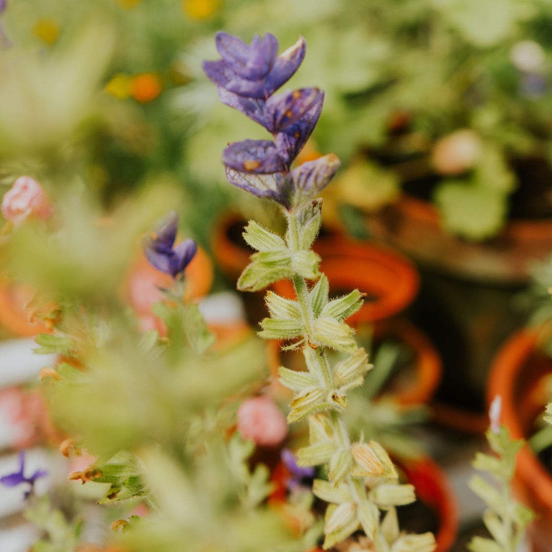 Bonte Salie in bloempot paars
