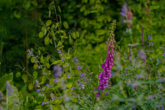 Tweejarige biologische bloemen zaaien