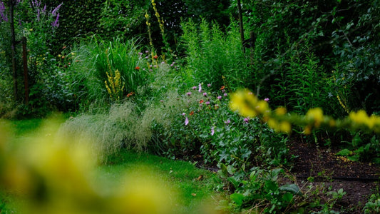 Zelf vaste planten kweken (50+ soorten)