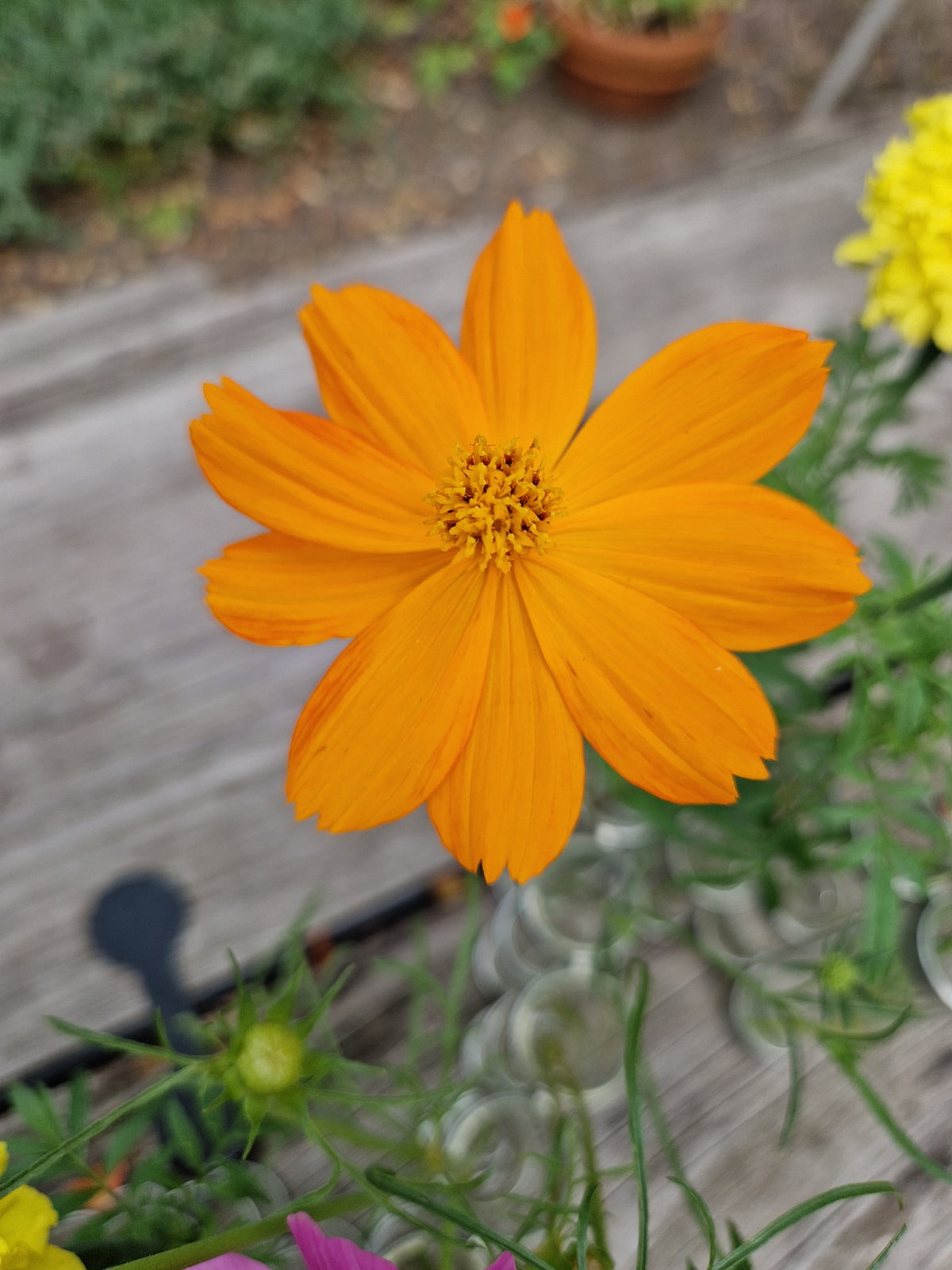 Cosmea (oranje) | Cosmos sulphureus