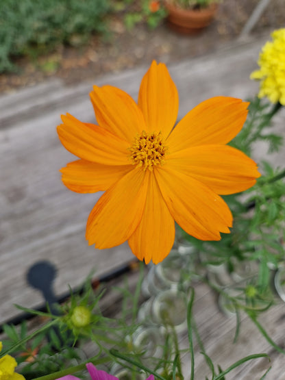 Cosmea (oranje) | Cosmos sulphureus