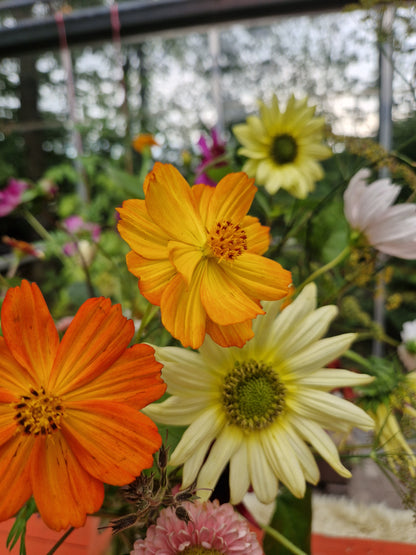 Cosmea (oranje) | Cosmos sulphureus