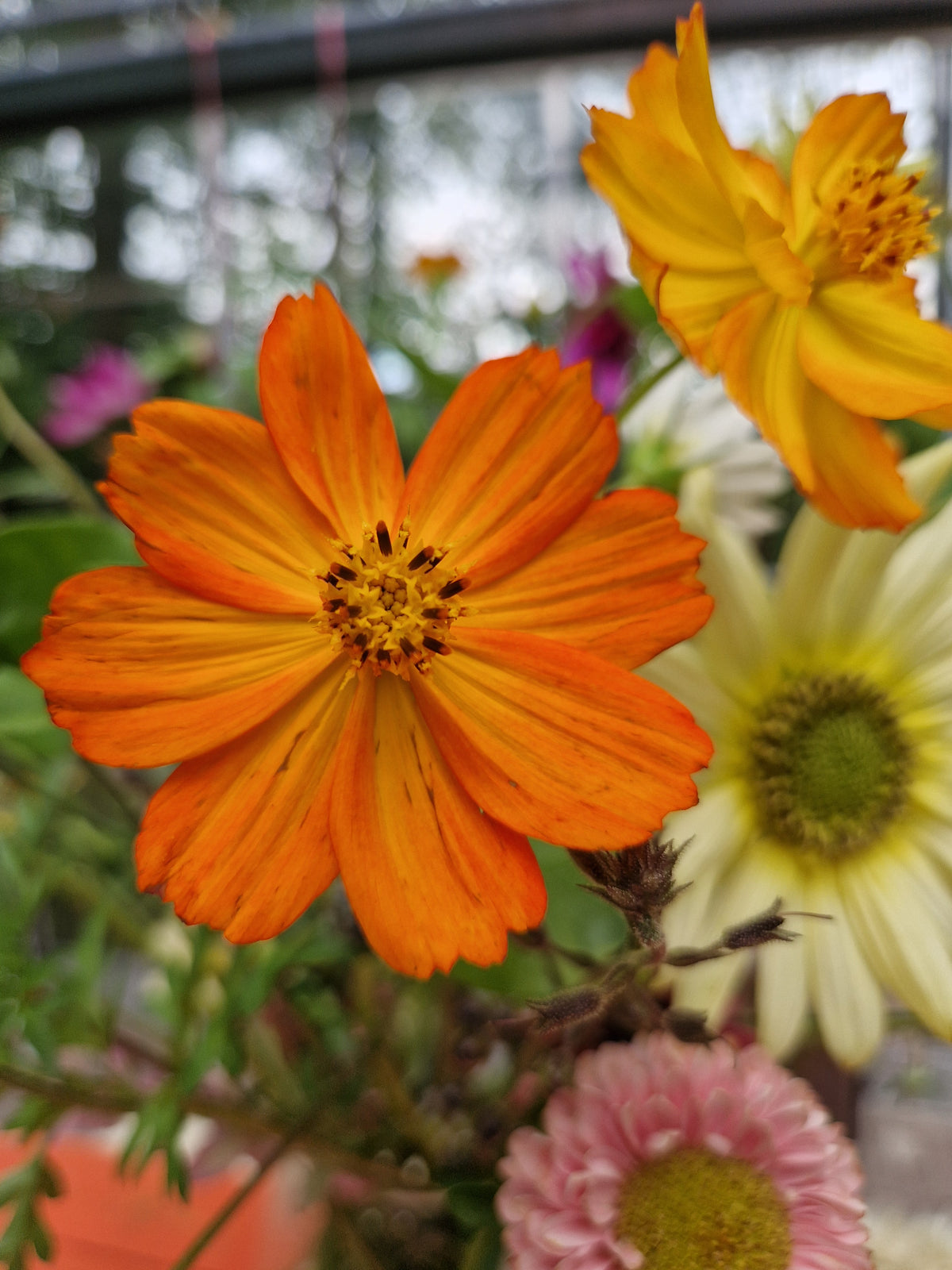 Cosmea (oranje) | Cosmos sulphureus