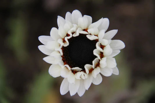 Afrikaans madeliefje 'Zulu prince' - Arctotis fastuosa - closeup