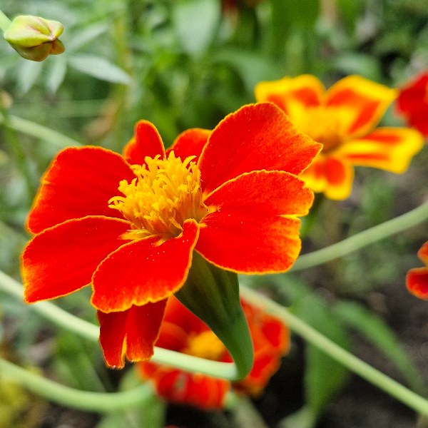 Afrikaantje Burning Embers - Tagetes patula Burning Embers - closeup rood