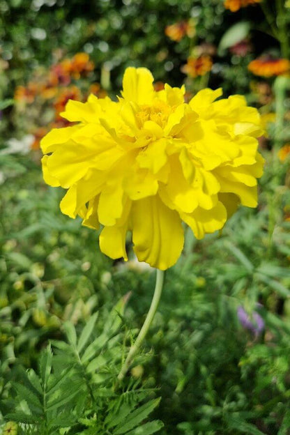 Afrikaantje 'lemonade en orangade'  - geel - closeup