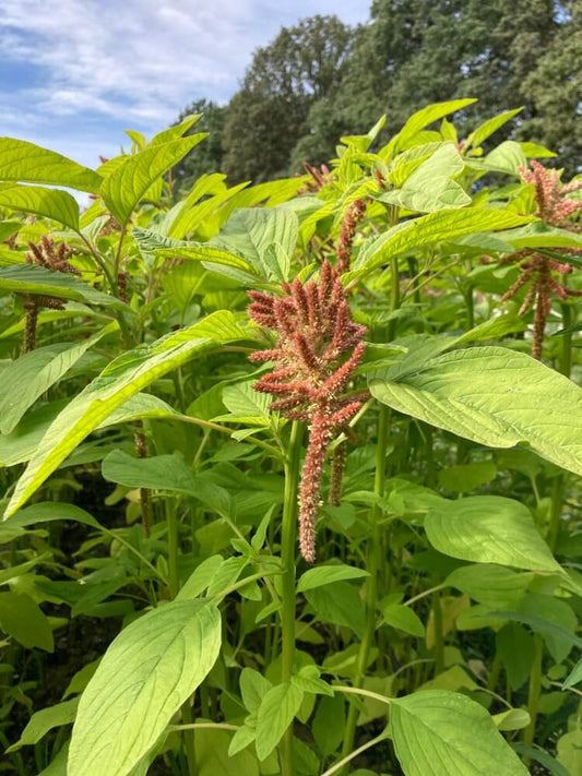 Amaranth Coral Fountain - Amaranthus caudatus