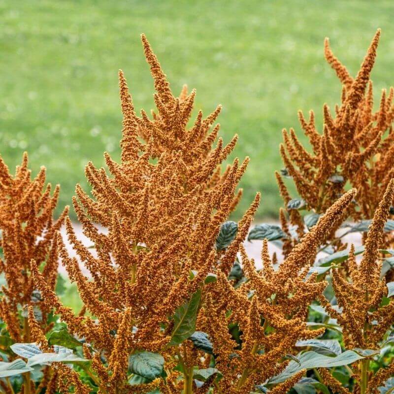 Amaranth Golden - Amaranthus hypochondriacus - closeup