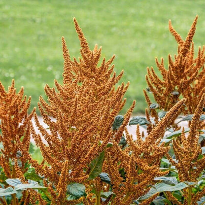 Amaranth Golden - Amaranthus hypochondriacus - closeup