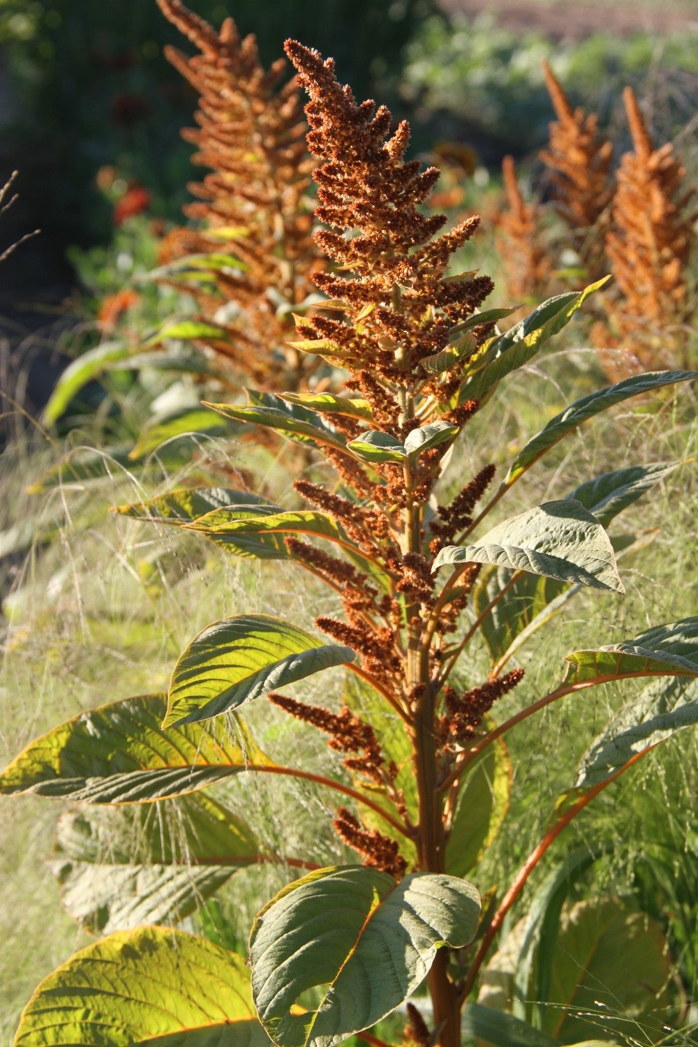 Amaranth 'Hot-Biscuits'
