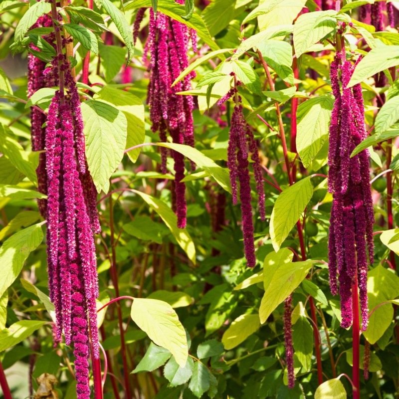 Amaranth 'Rode vossenstaart' - Amaranthus caudatus