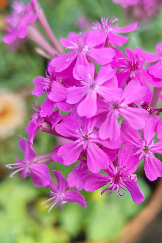 Lijmkruid | Silene compacta