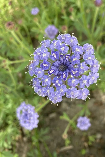 Blauwe kantbloem - Trachymene coerulea