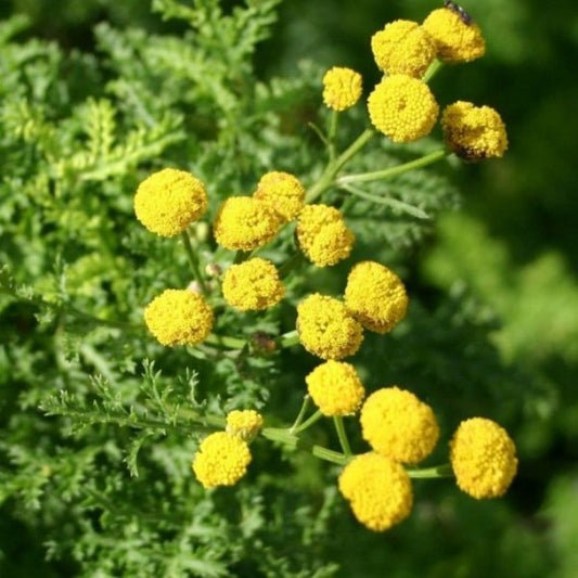 Boerenwormkruid - Tanacetum crispum