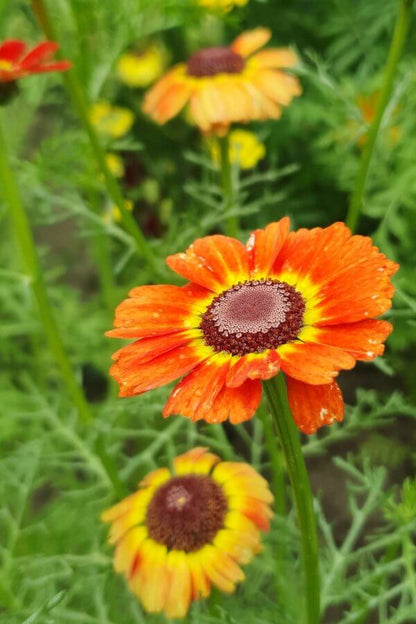 Bonte ganzebloem - Chrysanthemum carinatum - rood - geel