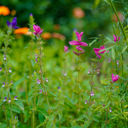 Bonte salie (mix) | Salvia viridis