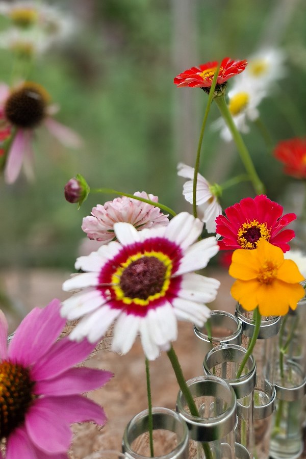 Bonte ganzebloem cockade - Chrysanthemum carinatum - in een vaas