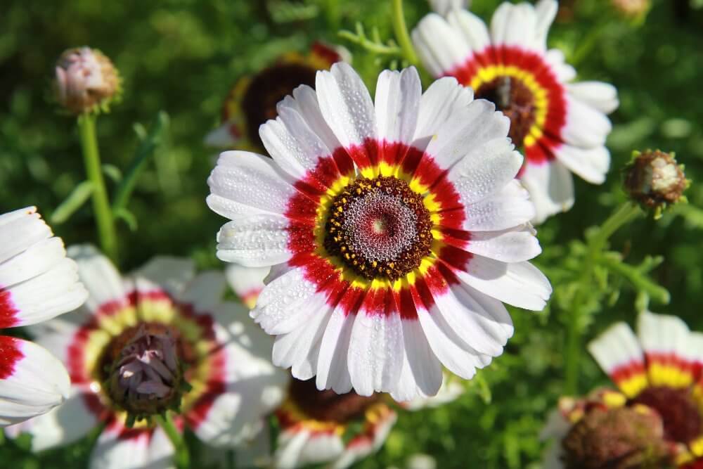 Cockade Ore Bonte ganzebloem 'Cockade' zaden kopen? - biologische zaden – Lottta