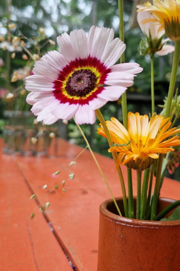 Bonte ganzebloem cockade - Chrysanthemum carinatum - in een vaasje