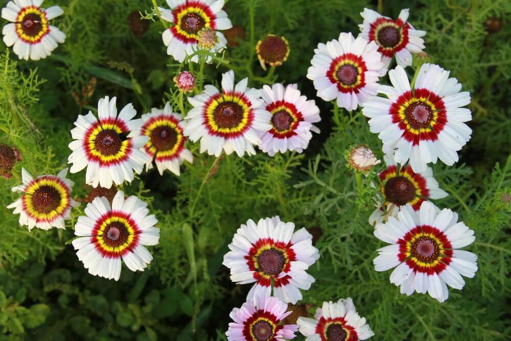 Bonte ganzebloem cockade - Chrysanthemum carinatum