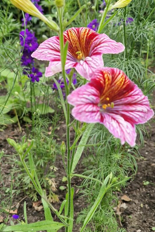 Brokaatbloem - Salpiglossis grandiflora