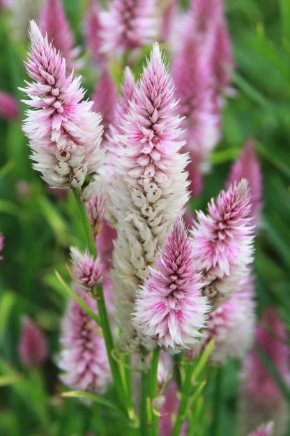 Celosia 'flamingo feather' - Celosia argentea spicata - roze wit - closeup