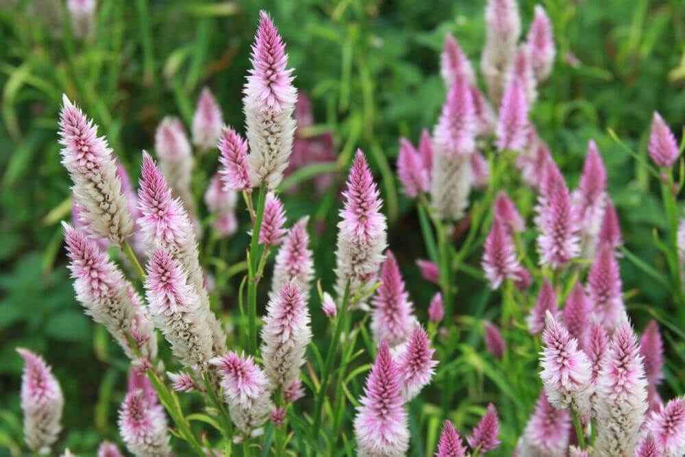Celosia 'flamingo feather' - Celosia argentea spicata - roze wit