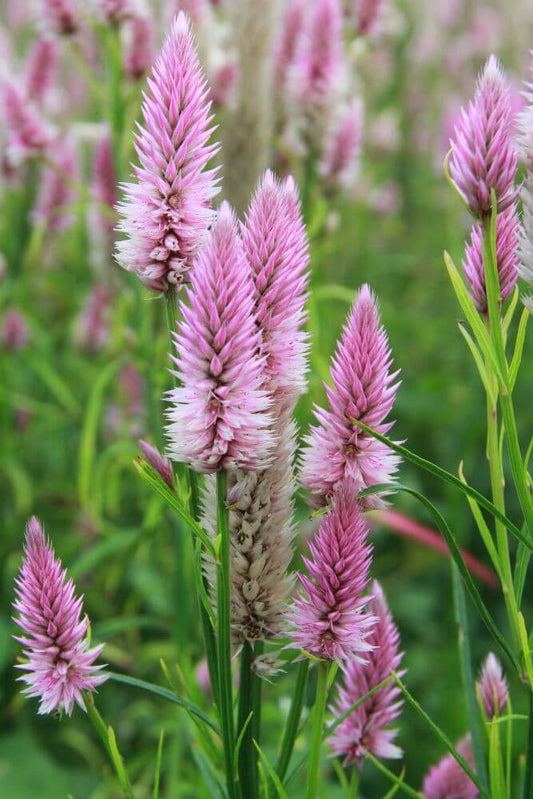 Celosia 'flamingo feather' - Celosia argentea spicata - roze wit