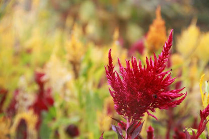 Celosia pluim pampas plume - Celosia argentea plumosa - rood