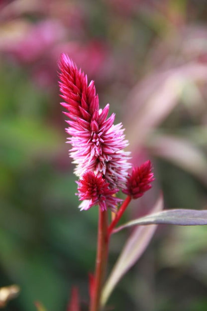Celosia ruby parfait - Celosia argentea spicata